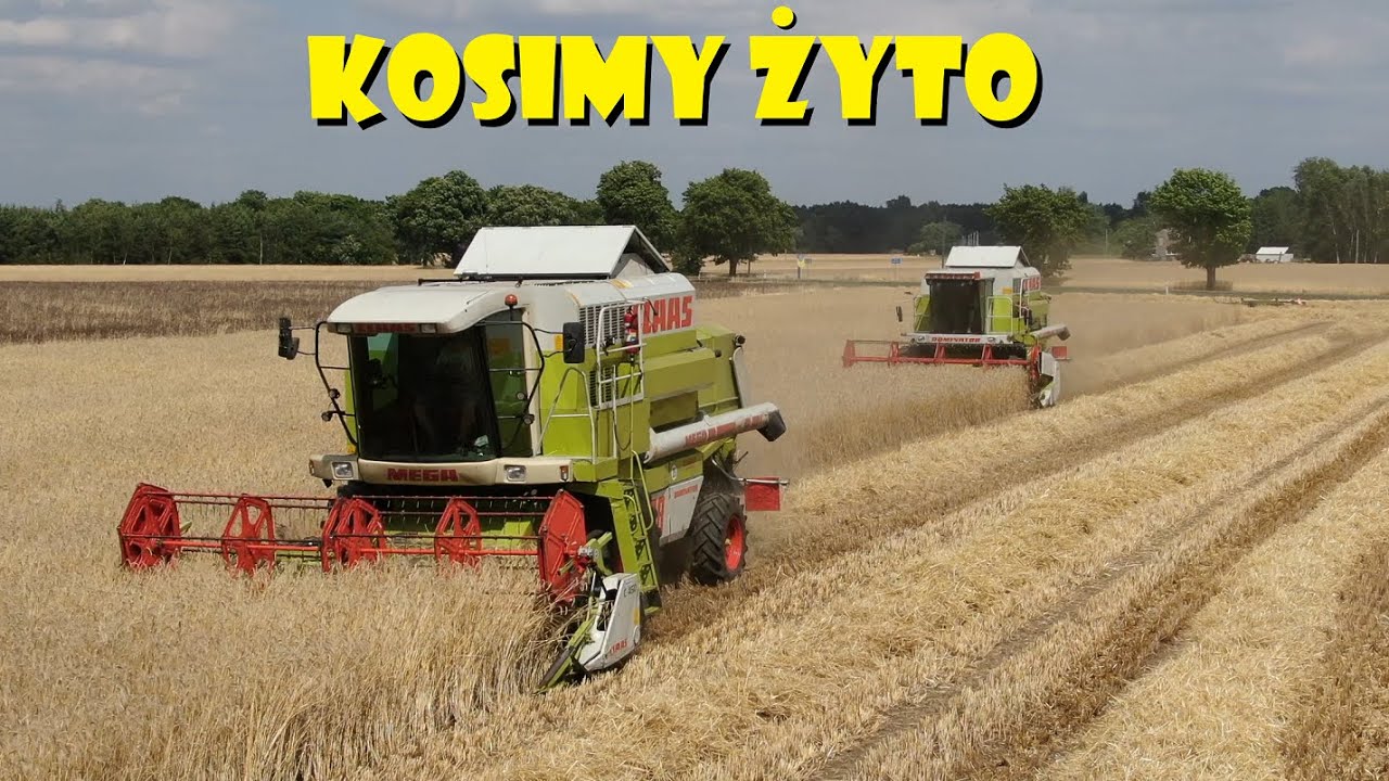 KOSIMY ŻYTO NA DWA CLAASY💪ŻNIWA 2023🌾Agro Dniówka #351