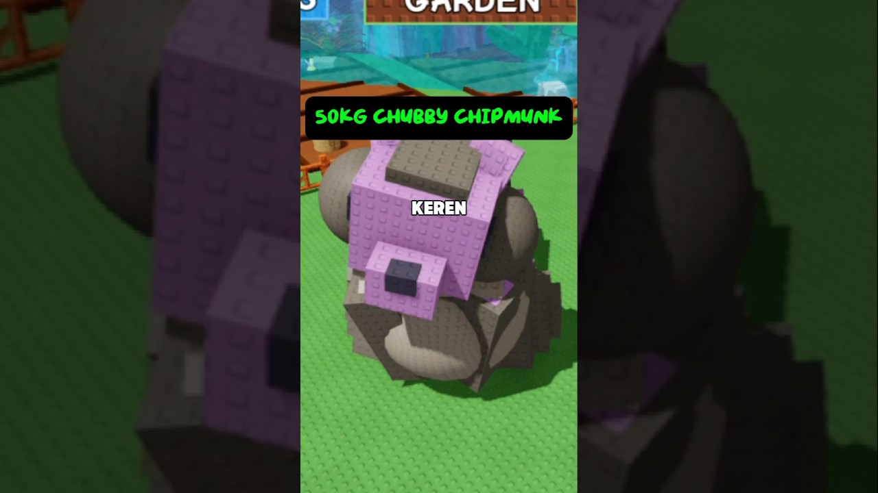 50KG CHUBBY CHIPMUNK 