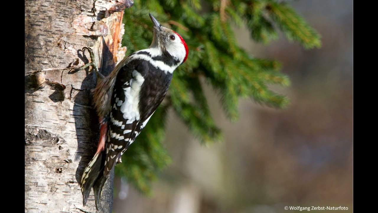 Dendrocopos medius