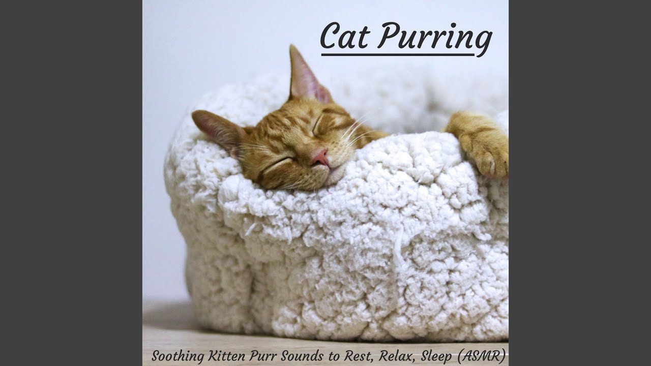 Soothing Sleeping Cat Purr with White Noise