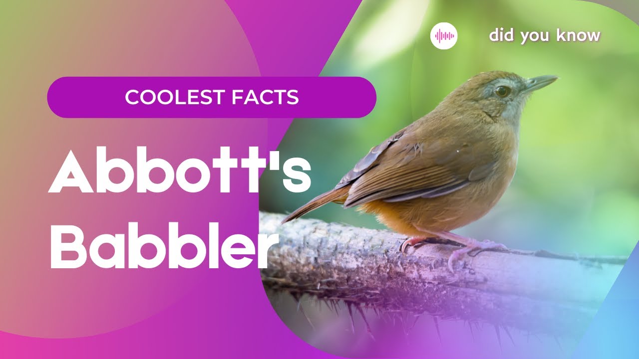 Abbott's Babbler facts 🦜 distributed along Himalayas and extending into forests of Southeast Asia.