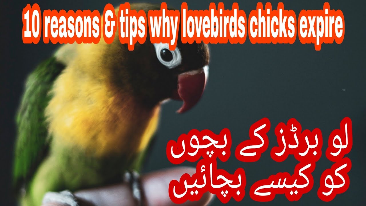 10 Reasons & Tips | Why Lovebirds Chicks Expire ??