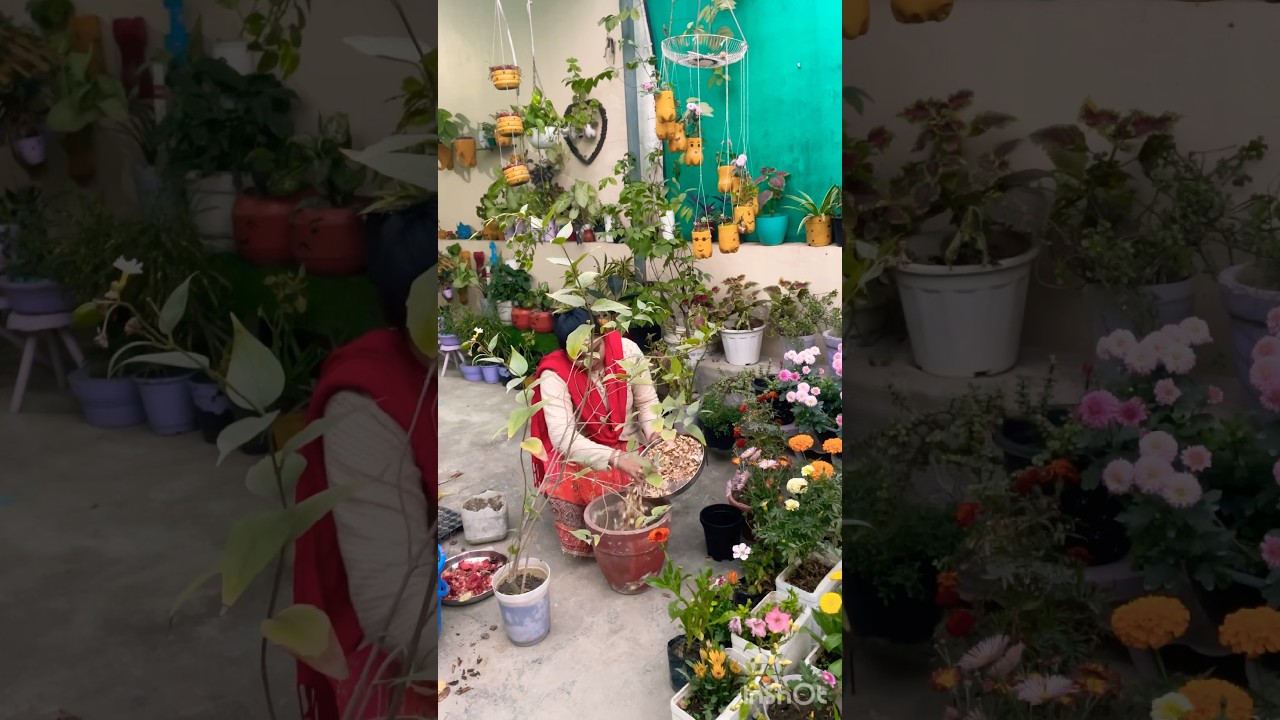 हारसिंगार plant repotting 🟢