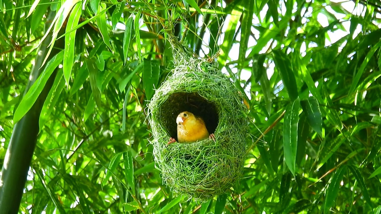 Impressive of Bird Construction Golden Bird Build Nest baby bird in nest Ep86