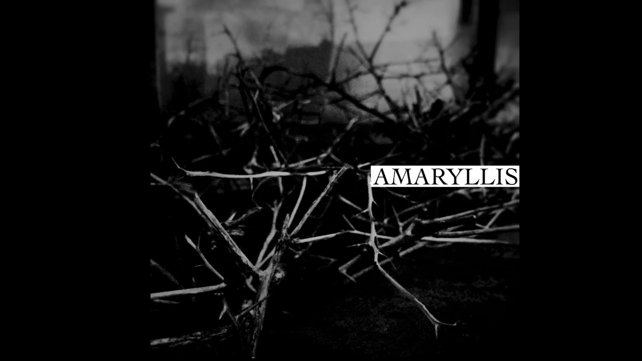 AMARYLLIS - Ideal Squidgy