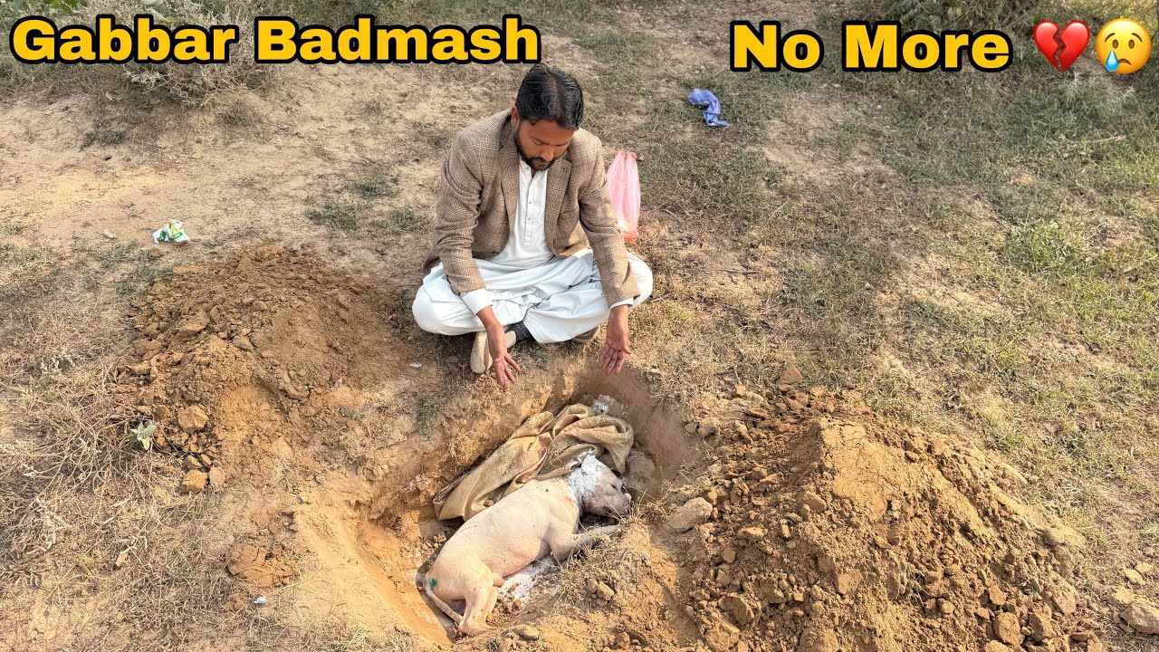 GABBAR BADMASH NO MORE 💔 | Alvida Gabbar Badmash. Hamara Sher Chup Chap Chala Gaya 😢