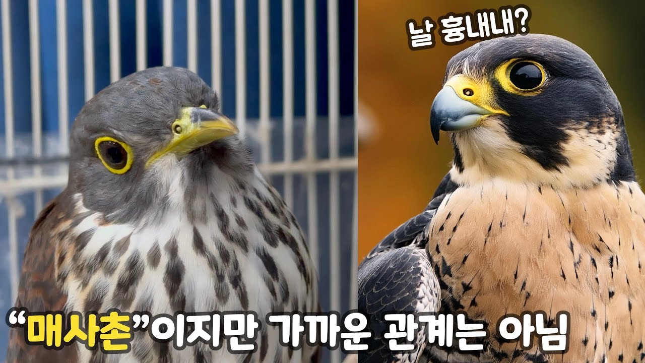 의외로 상당히 희귀한새. 매사촌입니다.