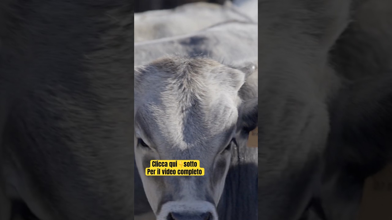 PODOLICHE nel Trionto 🐮pt.3 