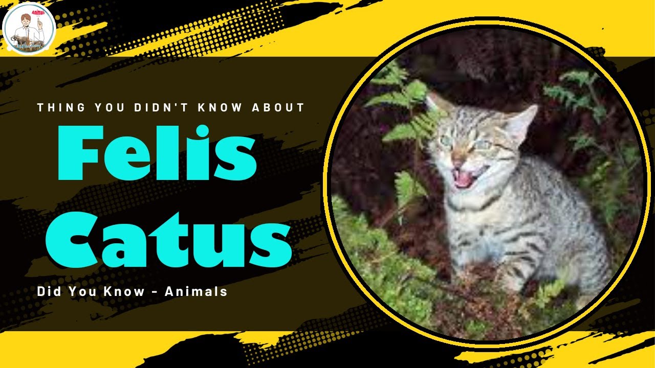 Thing You Didn't Know About Felis Catus