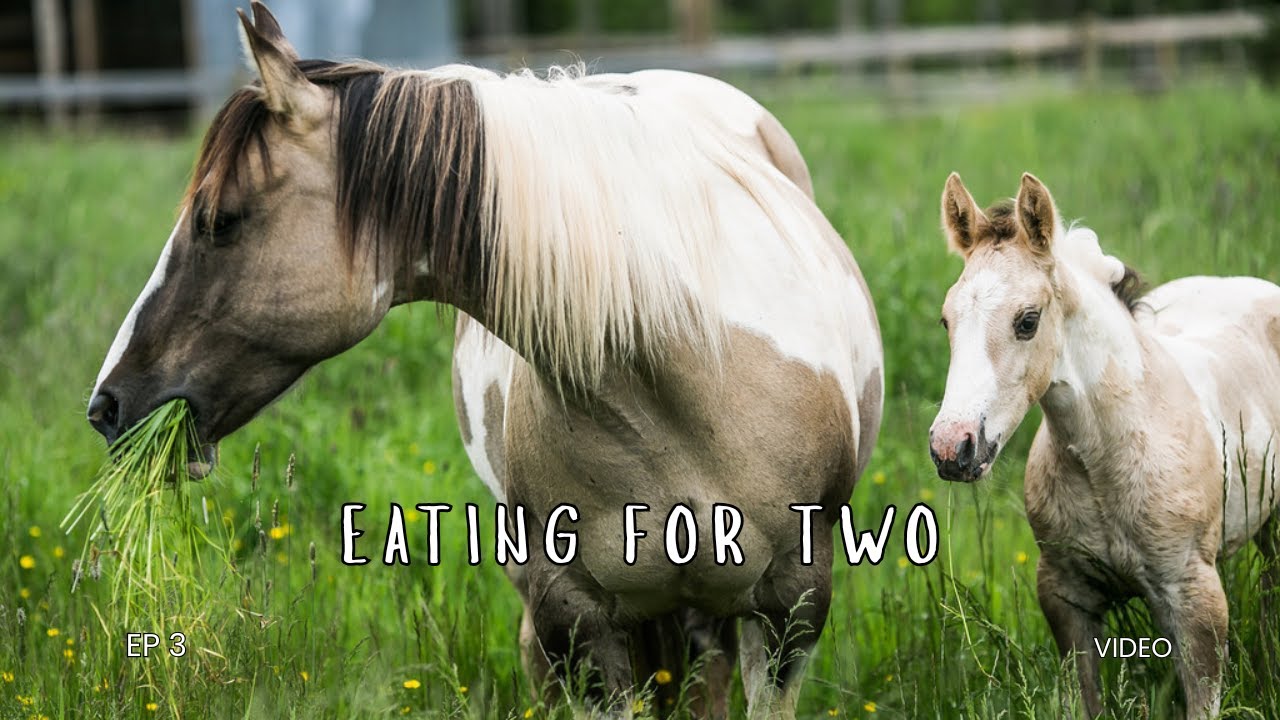 Episode 3 - Eating For Two: Nutritional Changes For Broodmares