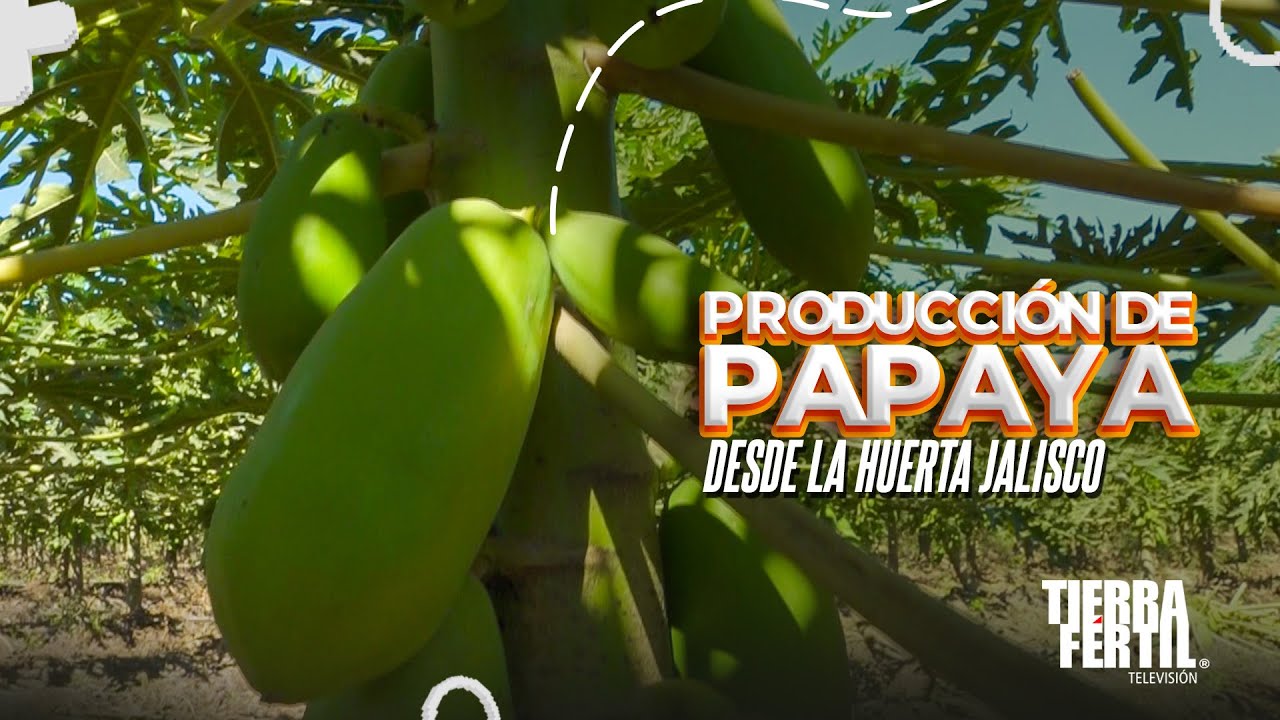 Tierra Fértil Tv- Producción de papaya (15.03.25)