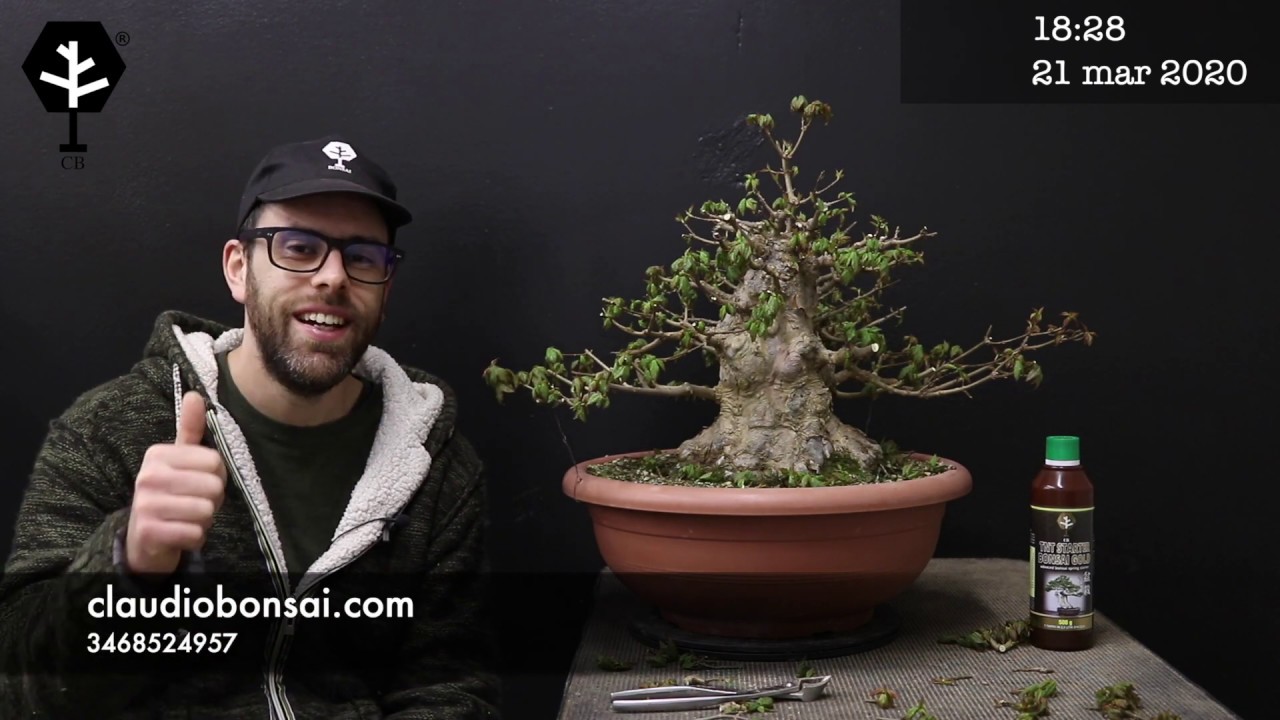 COSTRUZIONE BONSAI ACERO TRIDENTE