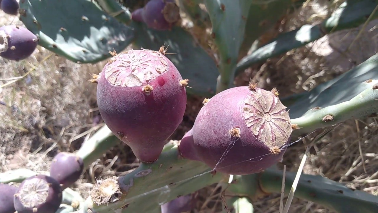 Comment manger fruit de cactus sans risques