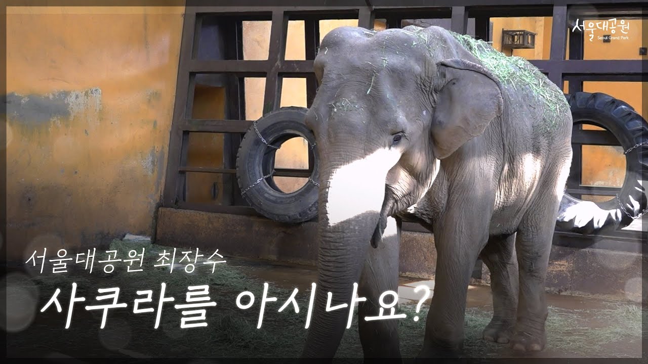 국내 최장수 할머니 코끼리, 사쿠라를 아시나요? | 서울대공원