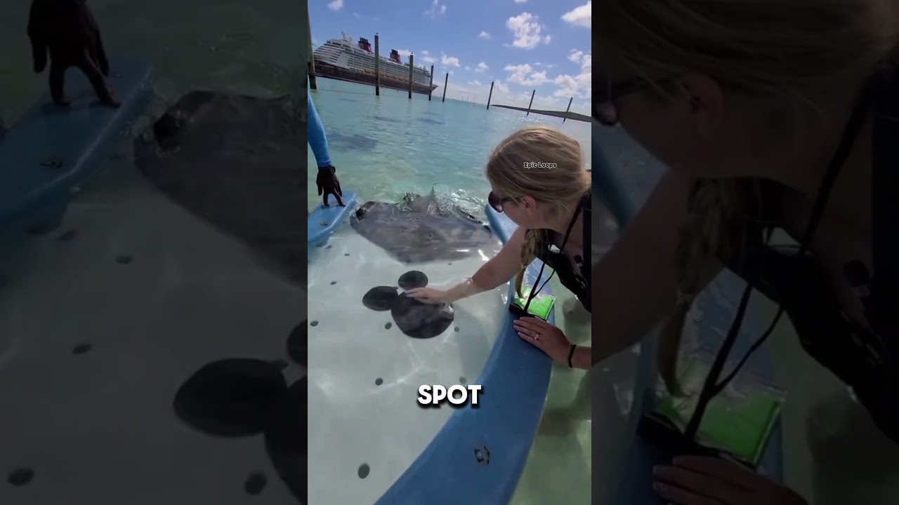 Put Your Hand Here and Stingrays Instantly Appear 😱