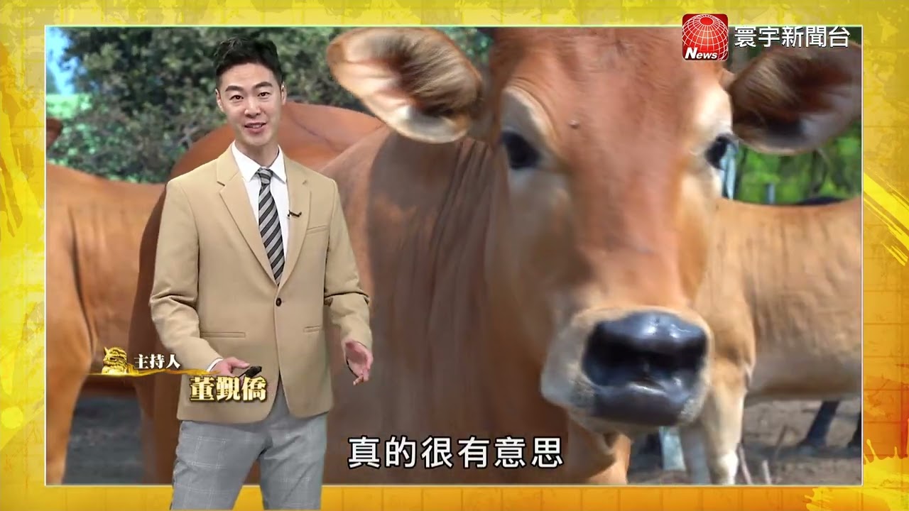 【金色好時光 第三集】戰地坑道變身酒窖 時光環境淬鍊風味｜酒廠廢棄物成低廉飼料 酒糟養牛解決環境問題 #金色好時光  @globalnewstw