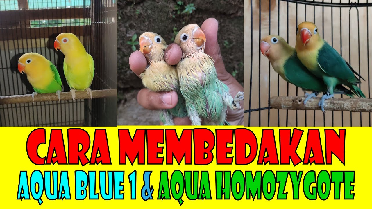 CARA MEMBEDAKAN LOVEBIRD AQUA BLUE 1 DAN AQUA HOMOZYGOT #viral #viralvideo #viralshorts #lovebird