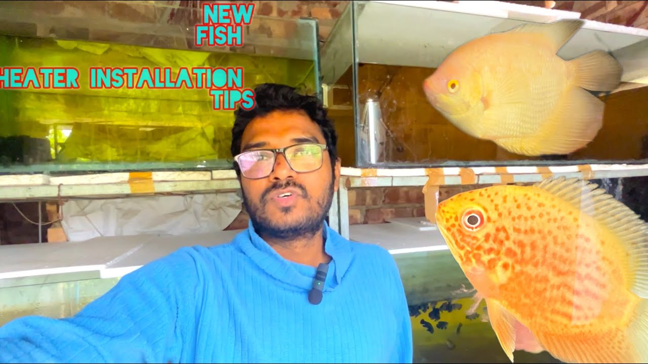 নতুন albino gaint gorami আনলাম || happy new year  