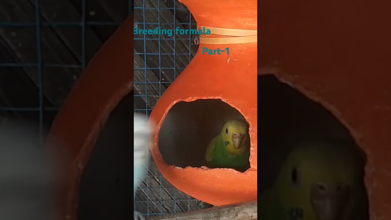 Breeding formula part -1#parrot #breedingformula #budgies #shorts #shortsfeed