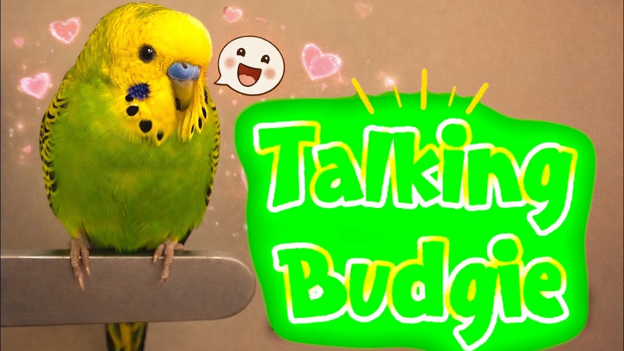 Talking Budgie 