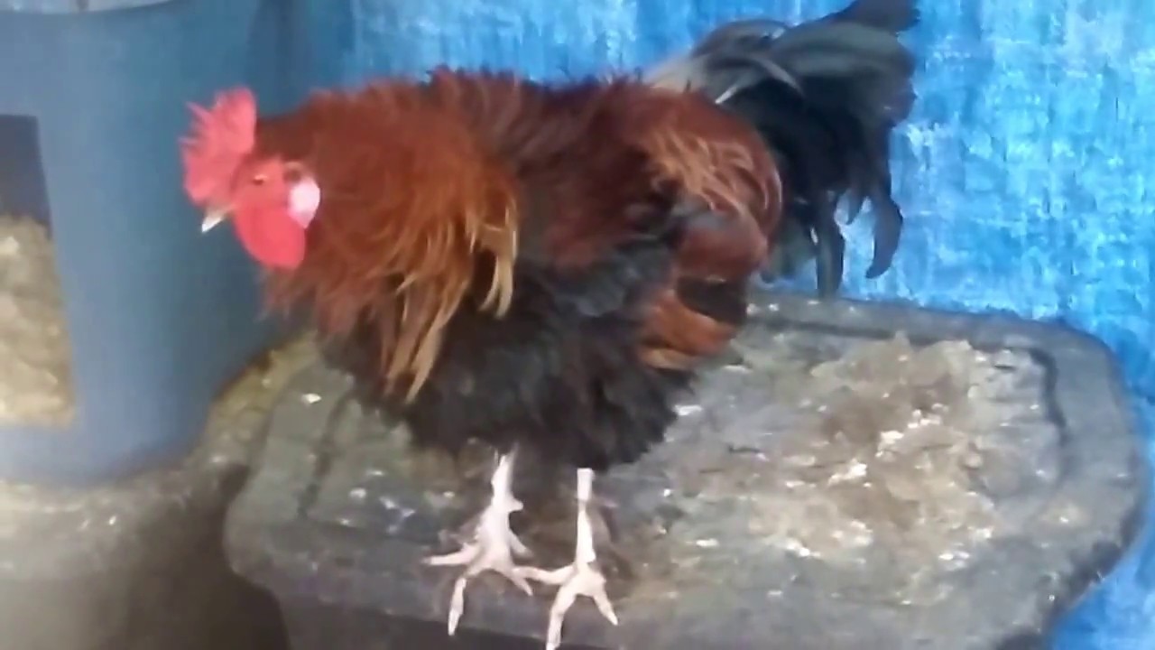 King Buster the Rooster! Hero of Backyardica!