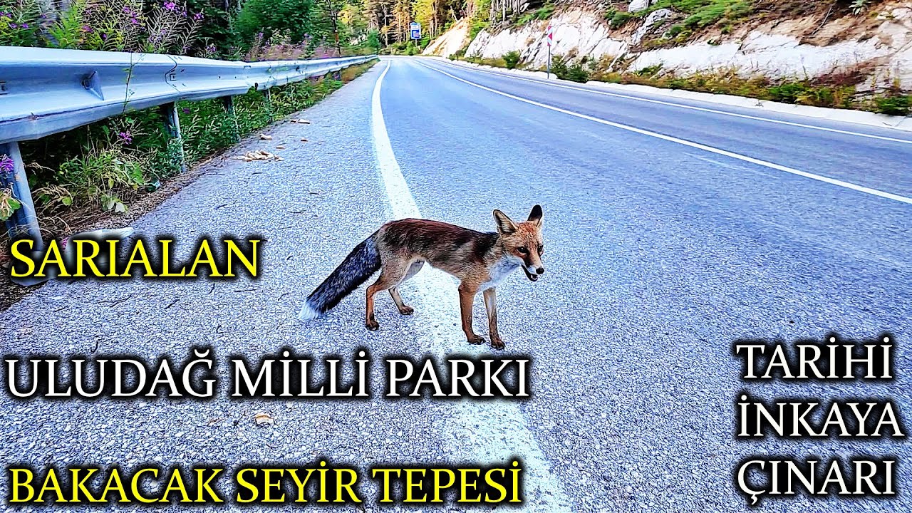 ULUDAĞ MİLLİ PARKI - BAKACAK SEYİR TEPESİ - SARIALAN - TARİHİ İNKAYA ÇINAR AĞACI - BURSA VLOG 2025