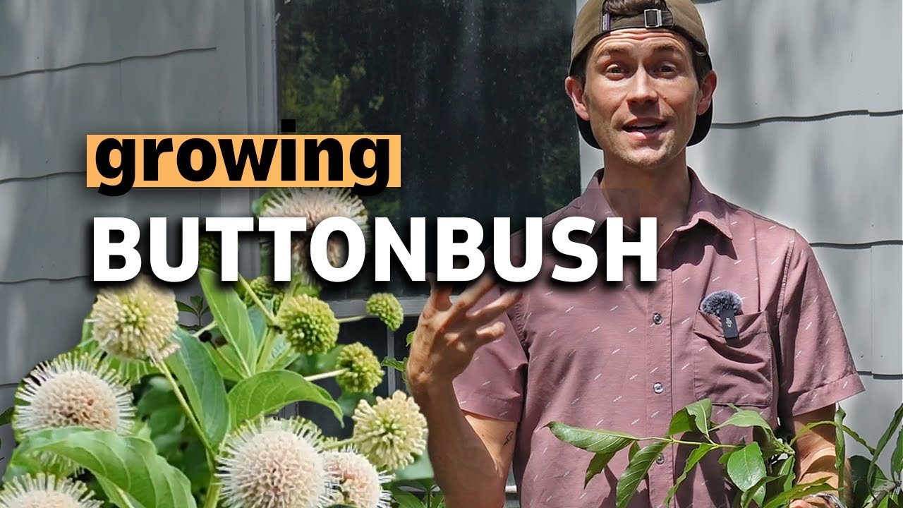 The Complete Guide to Buttonbush (Cephalanthus occidentalis) | Texas Native Plant🌾
