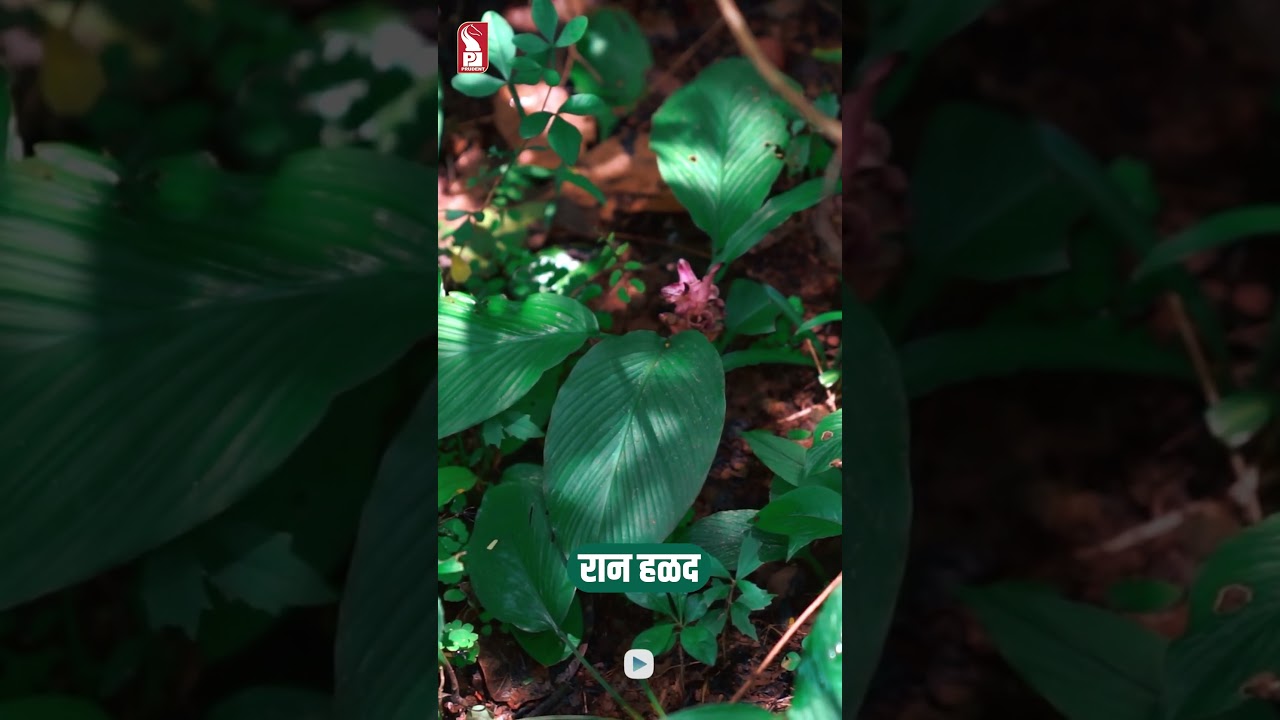 Wild turmeric | Hill turmeric | Curcuma pseudomontana | Jungle Book | Prudent |  Shorts