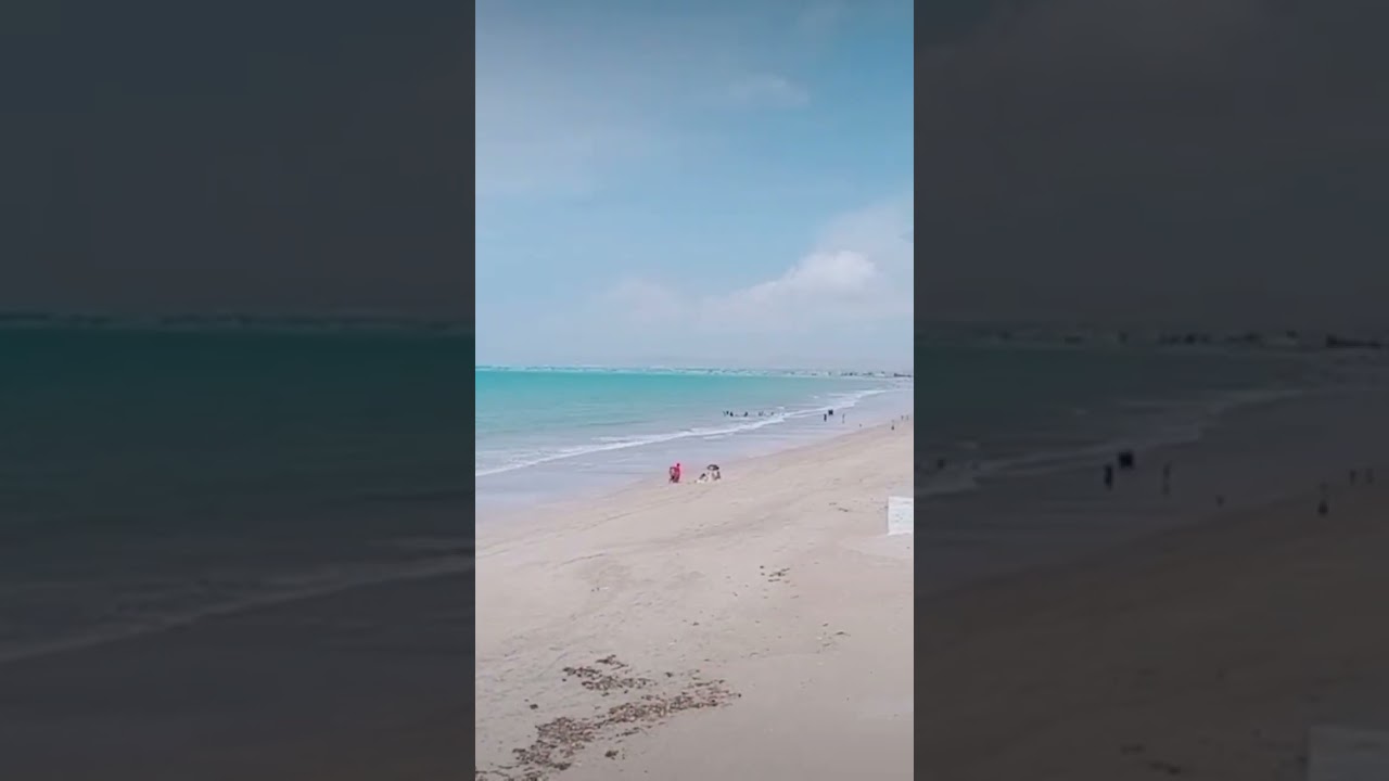 #turtle