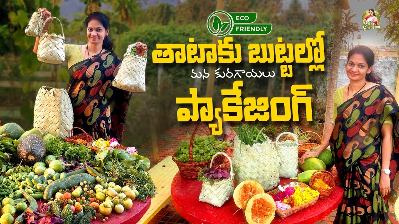 Farm Harvest/ మళ్లీ సంవత్సరం ఈ రకం గుమ్మడికాయ కూడా పెంచేద్దాం @MADGARDENER