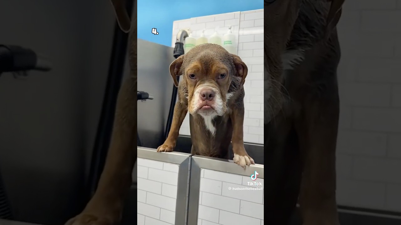 Top 5 Dogs of the Week
