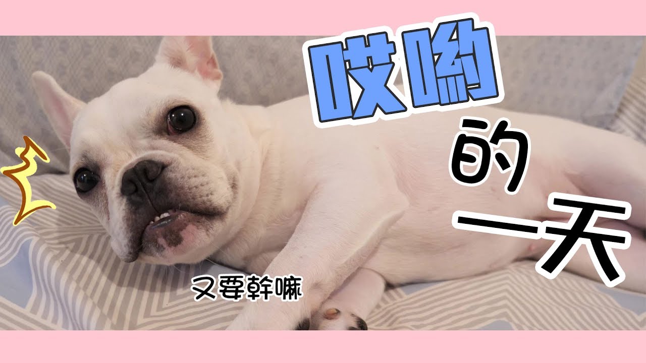 一豬小公主｜哎喲的一天