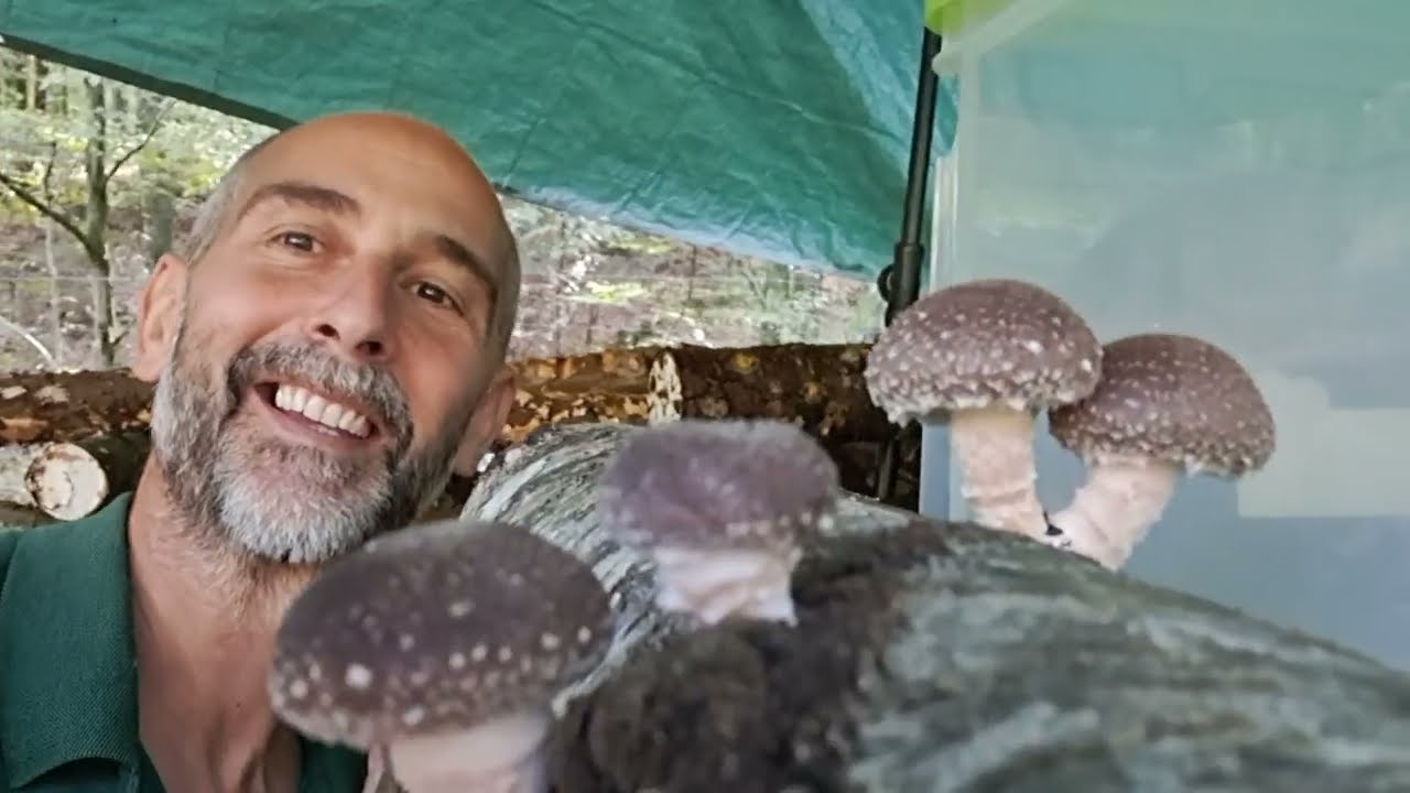Outdoor Shiitake in der Steiermark