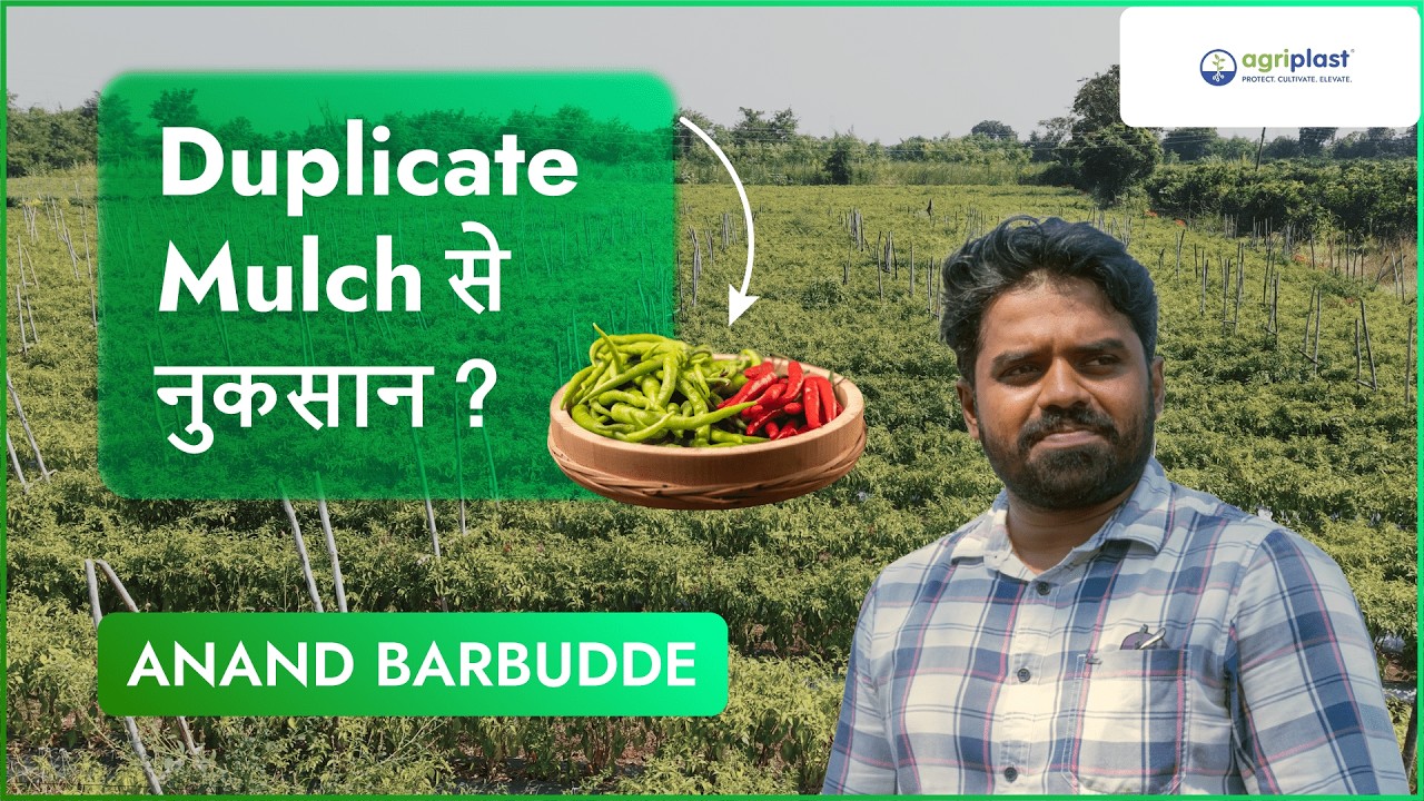 Mirchi Farming Business: Mulching Paper का जादू और ₹2.5 लाख की बचत!