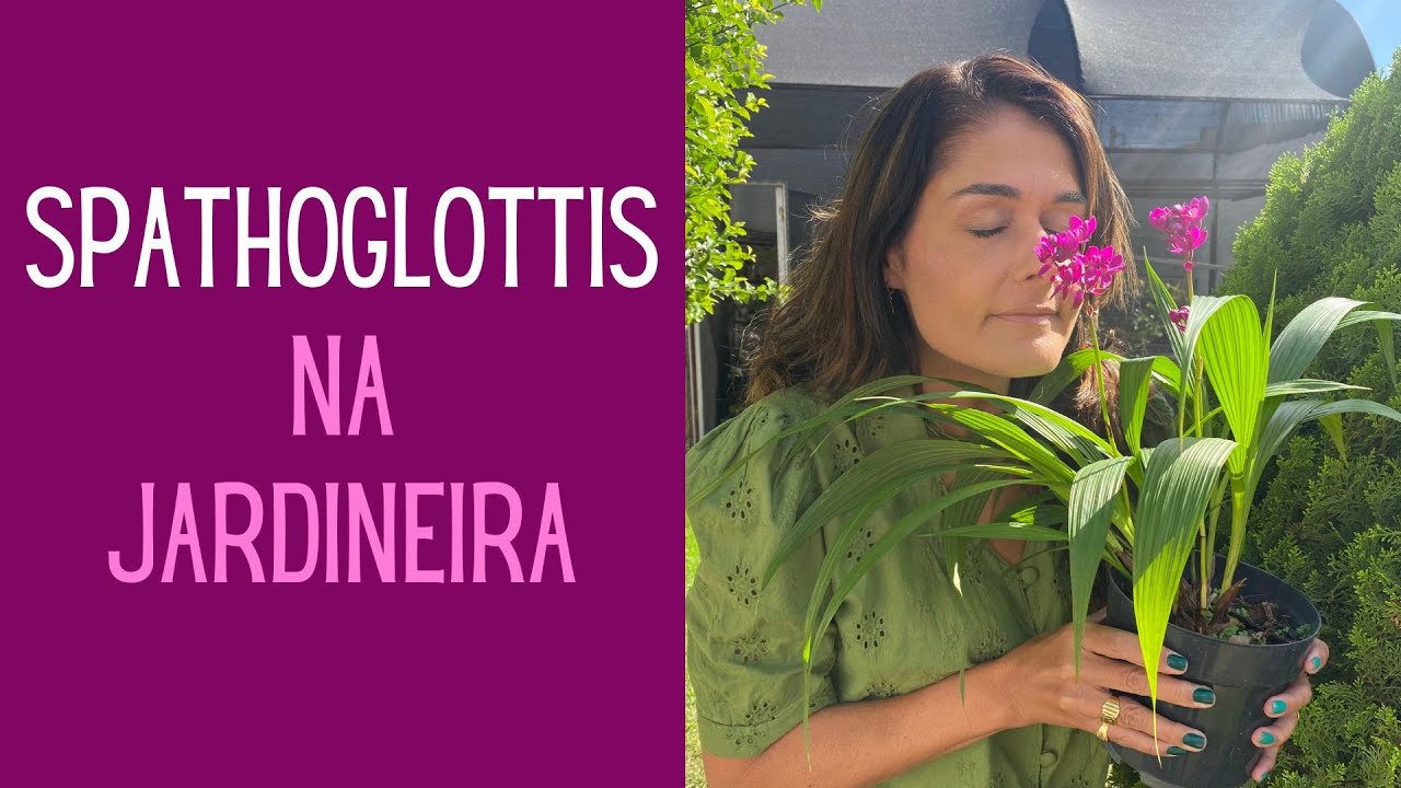 ORQU&Iacute;DEAS:  Spathoglottis na jardineira