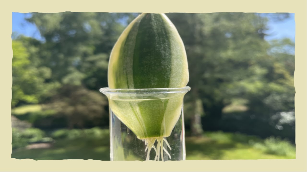 Sansevieria stekken op water, Snake plant propagation on water