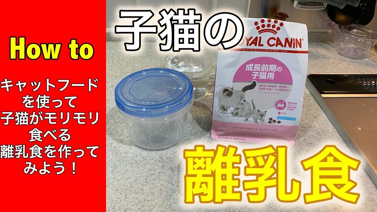 【how to動画】子猫がモリモリ食べる美味しい離乳食の作り方　ロイヤルカナンのカリカリとムースでの調理法を大公開