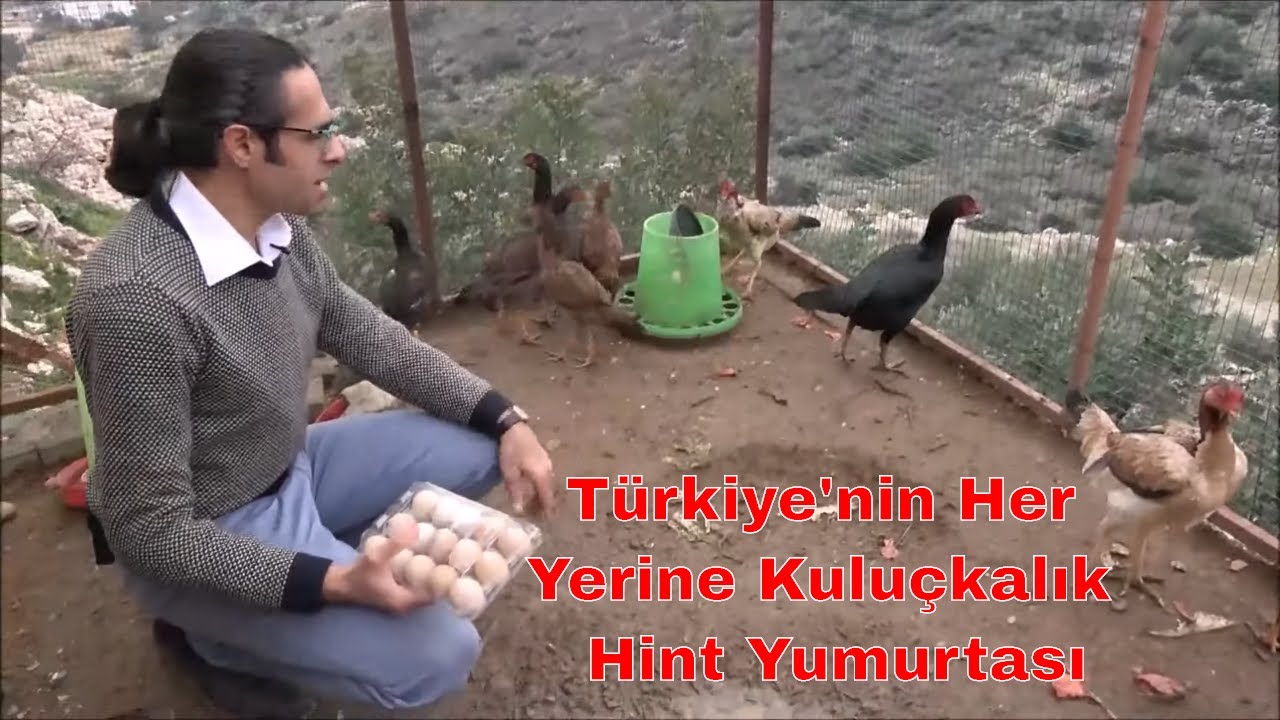 Kuluçkalık Hint Yumurtalarımız Türkiye Yollarında!!!