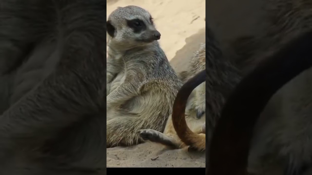 Newala