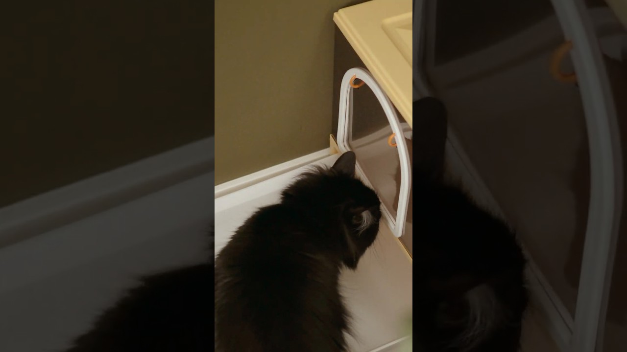 My cats are my everything 🐈&zwj;⬛❤️🐈&zwj;⬛ #ad