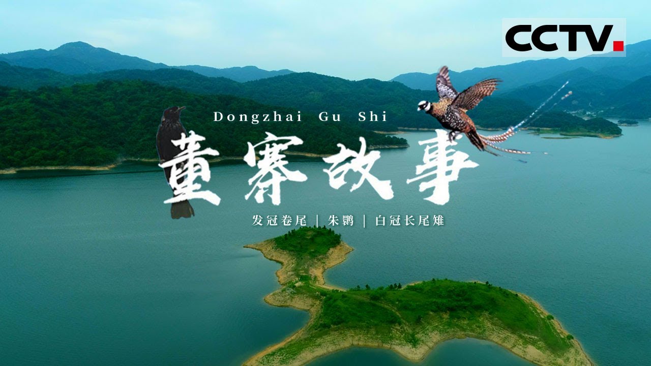 珍稀鸟类的传奇故事！从全球独存7只到7000只的朱鹮、尾巴接近两米长的白冠长尾雉、&ldquo;飞行家&rdquo;发冠卷尾《董寨故事》【CCTV纪录】