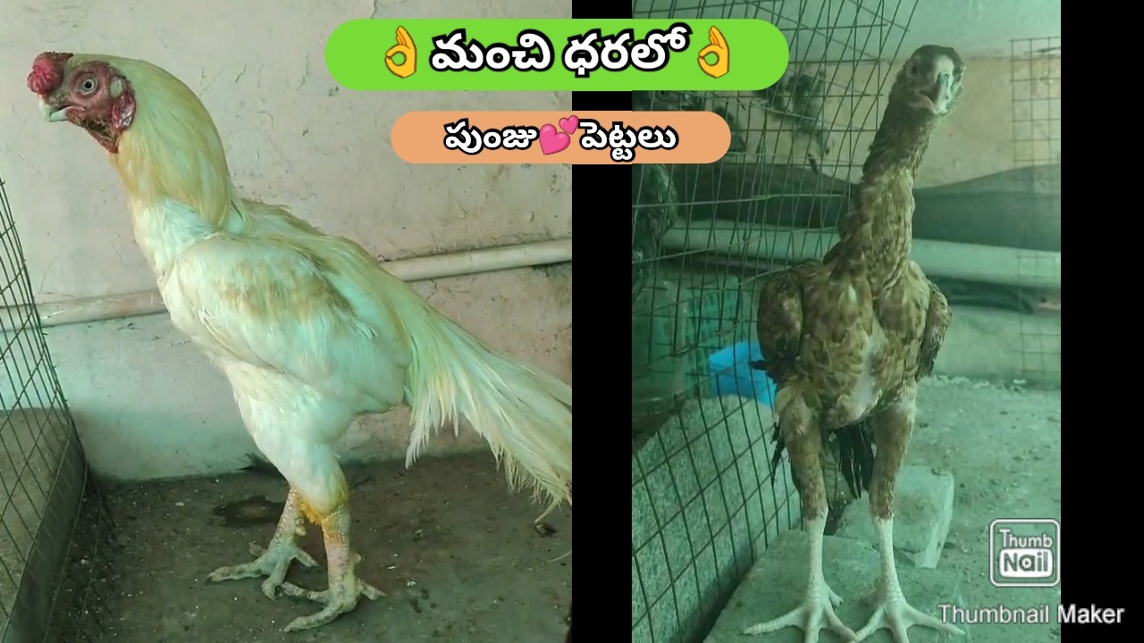 Parrot Beak Long Tail Hens | 7601038556 | Video 2972 | Rythu Market 2