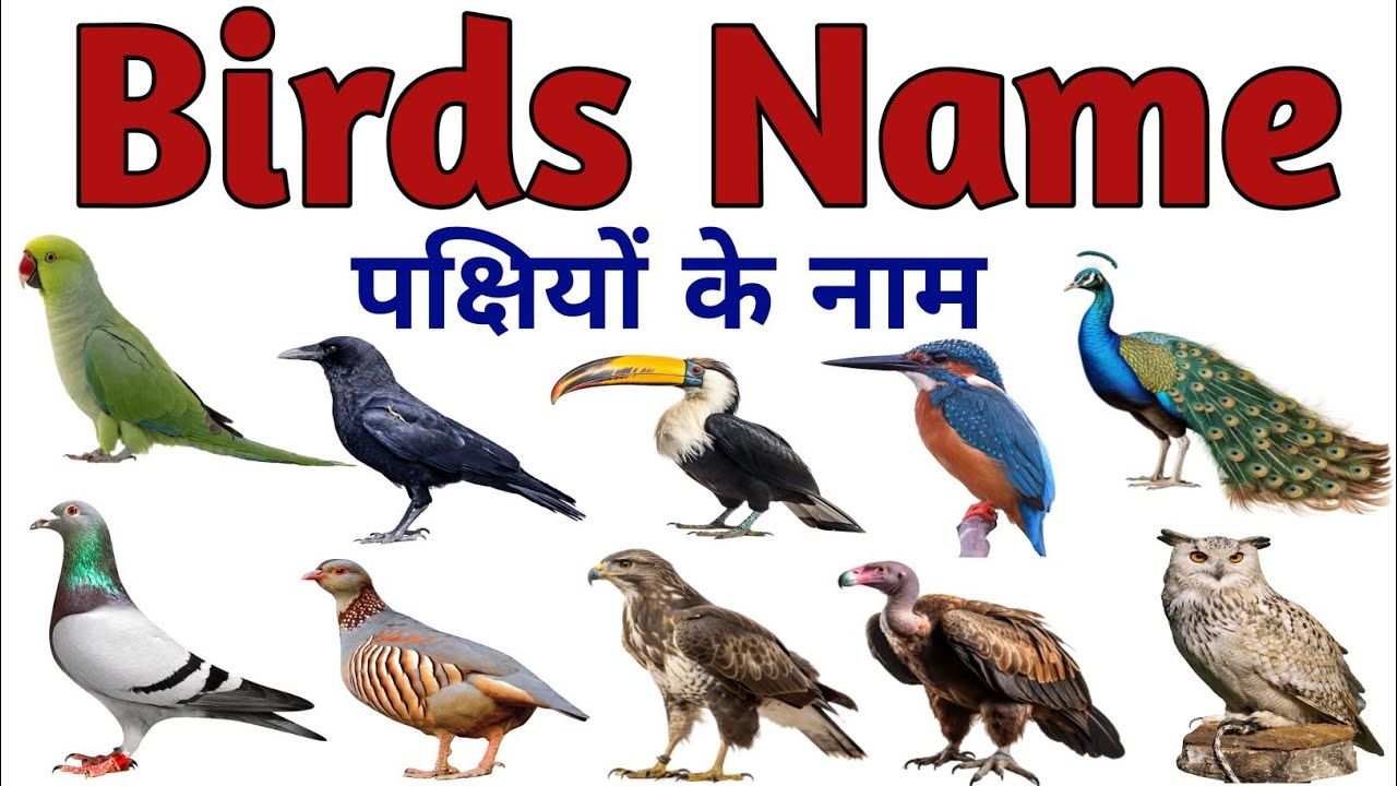 Birds Name | Birds Name in Hindi and English | पक्षियों के नाम | Birds Name for kids | #birdsname