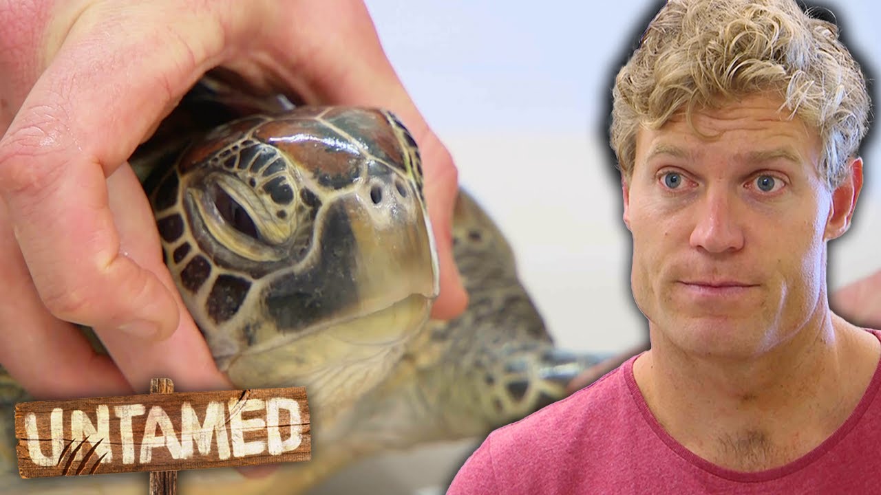 Draining The Pus Out Of An Endangered Sea Turtle! 🐢 | Bondi Vet Clip | Untamed