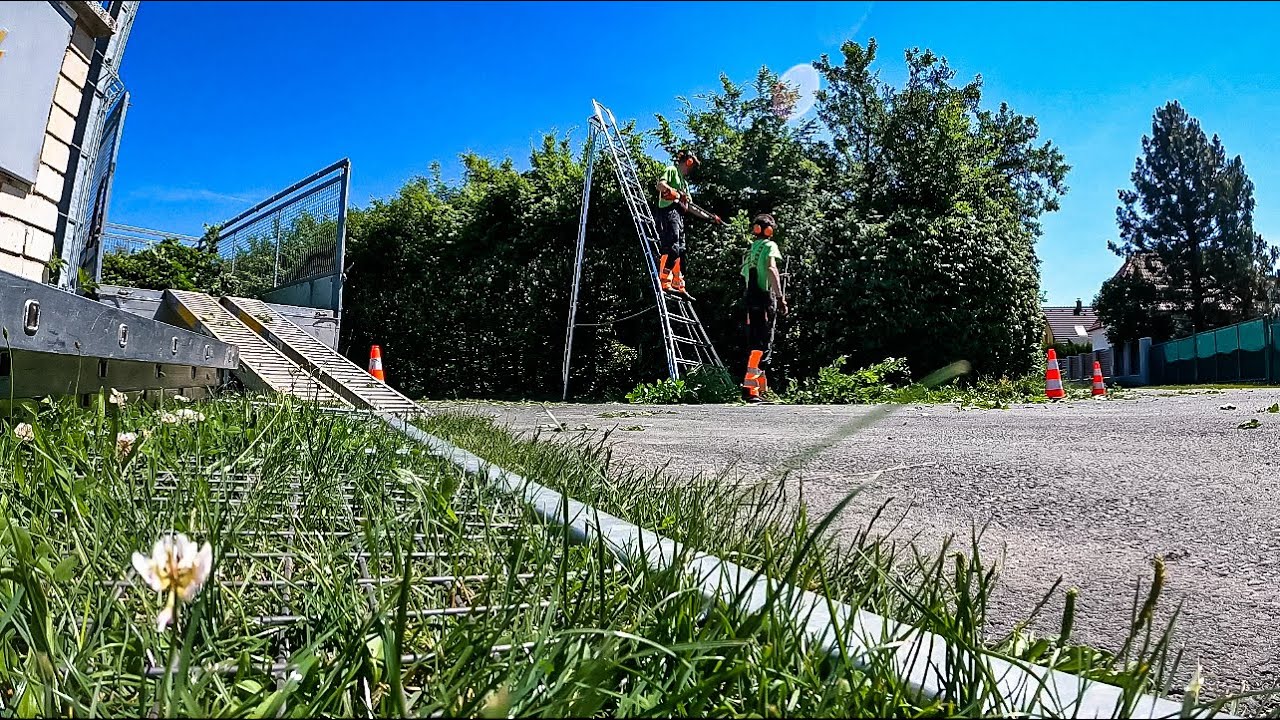 Řezání obřího živého plotu z Habru - časosběr
