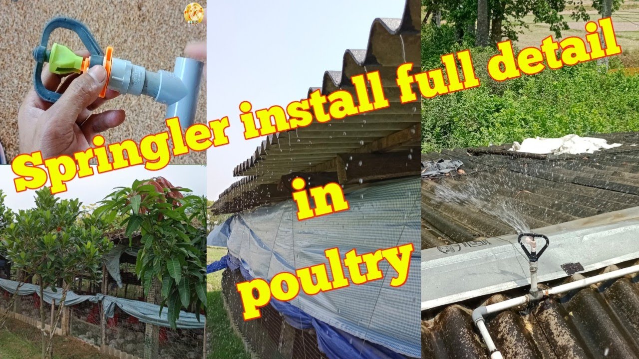 Springler installing full detail in poultry farm