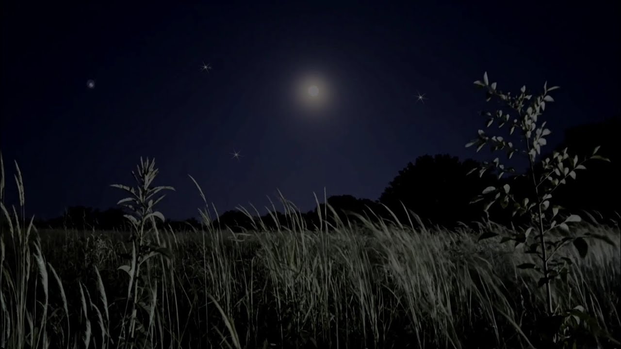 Night Ambient Sounds with Crickets & Wind | Natural Ambience for Deep Sleep & Relaxing Sleep 