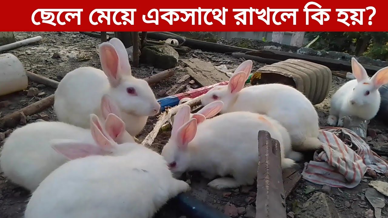 খরগোশ কি ছেলে মেয়ে একসাথে পালন করা যায় | খরগোশ একসাথে রাখলে কি হয়। মুক্তভাবে খরগোশ পালন