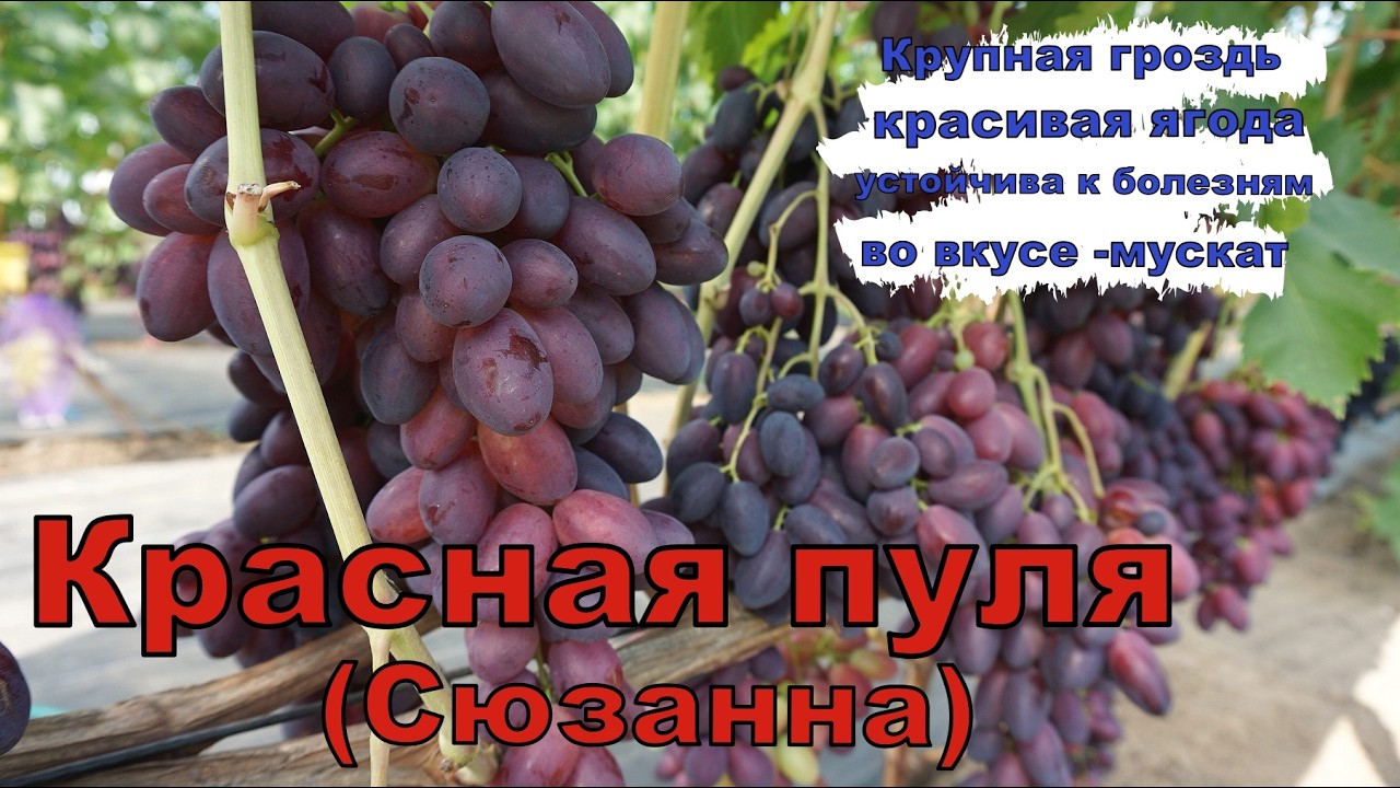 Виноград Лидчины. Г.ф винограда -Красная пуля ( Сюзанна )
