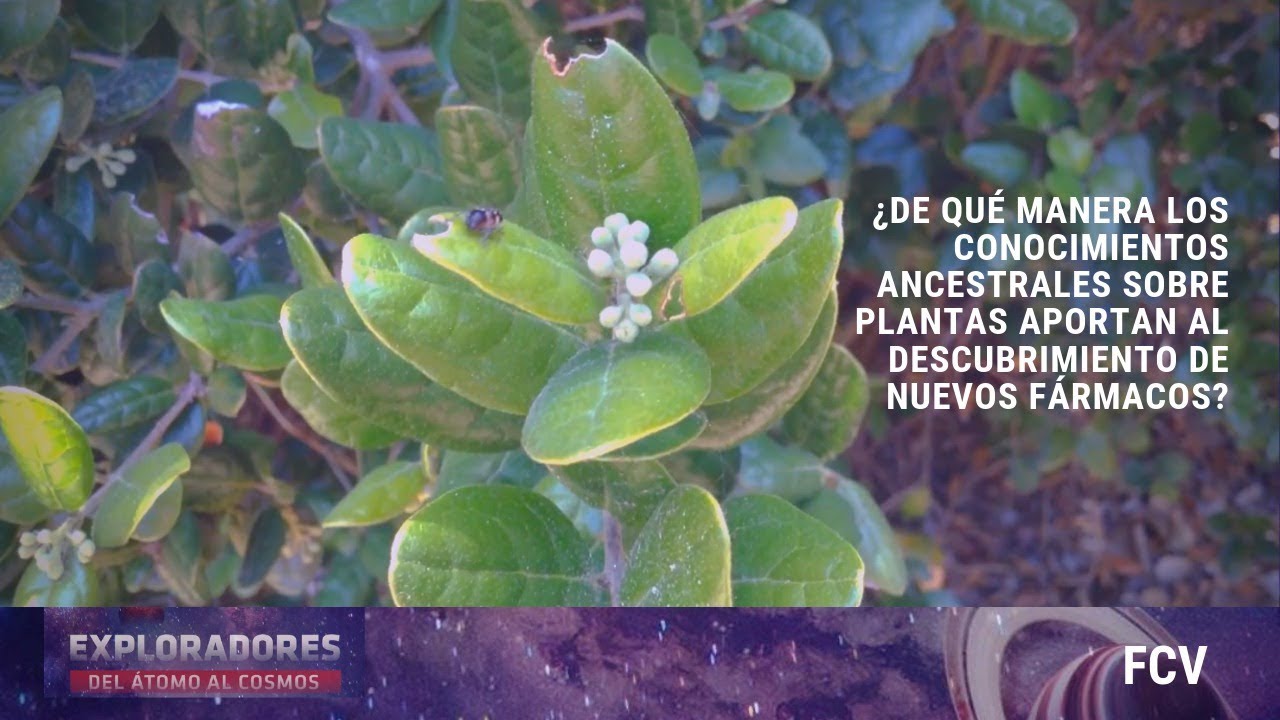 FCV: NUEVO TRATAMIENTO PARA LA DISTROFIA MUSCULAR